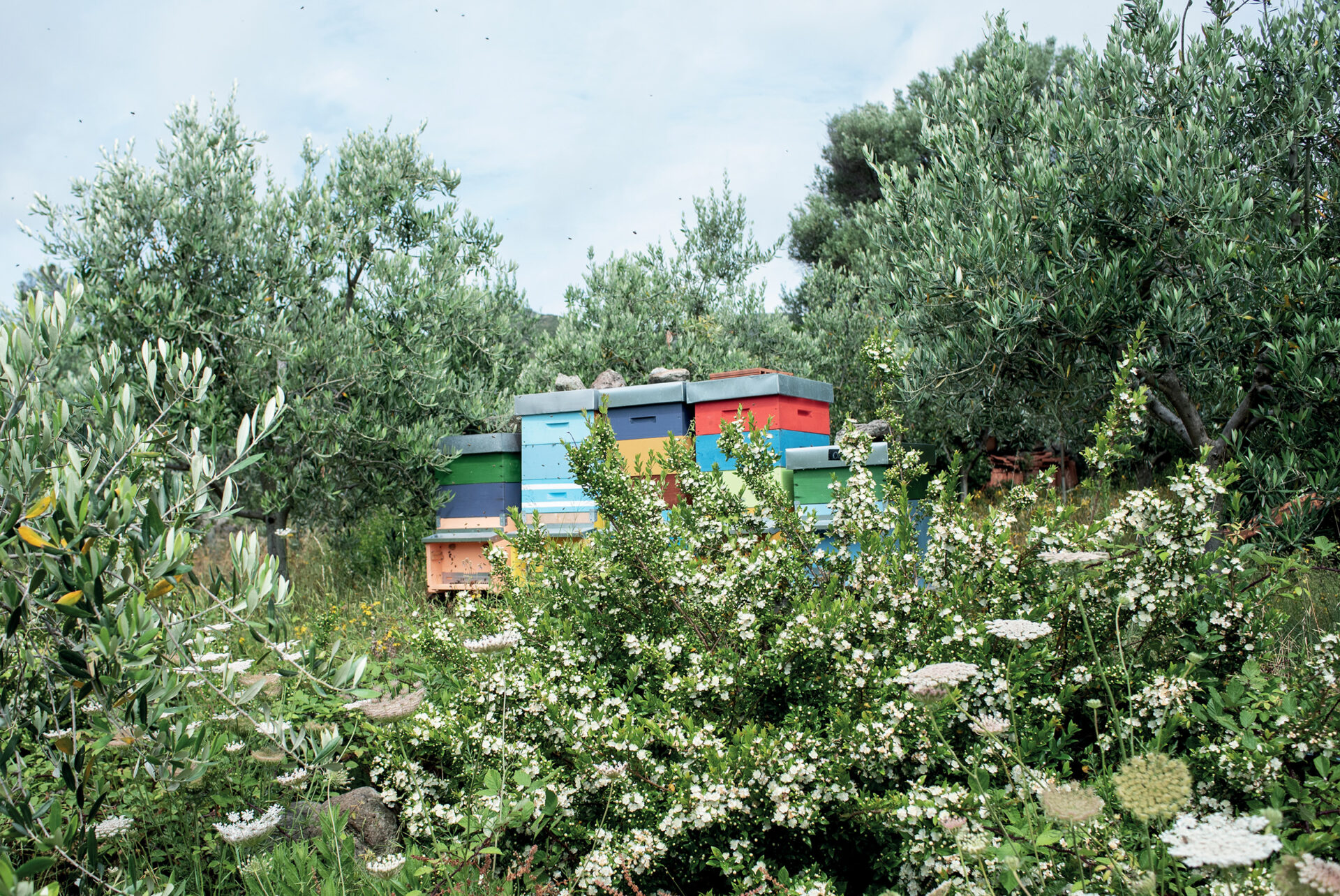L’entroterra di Capraia