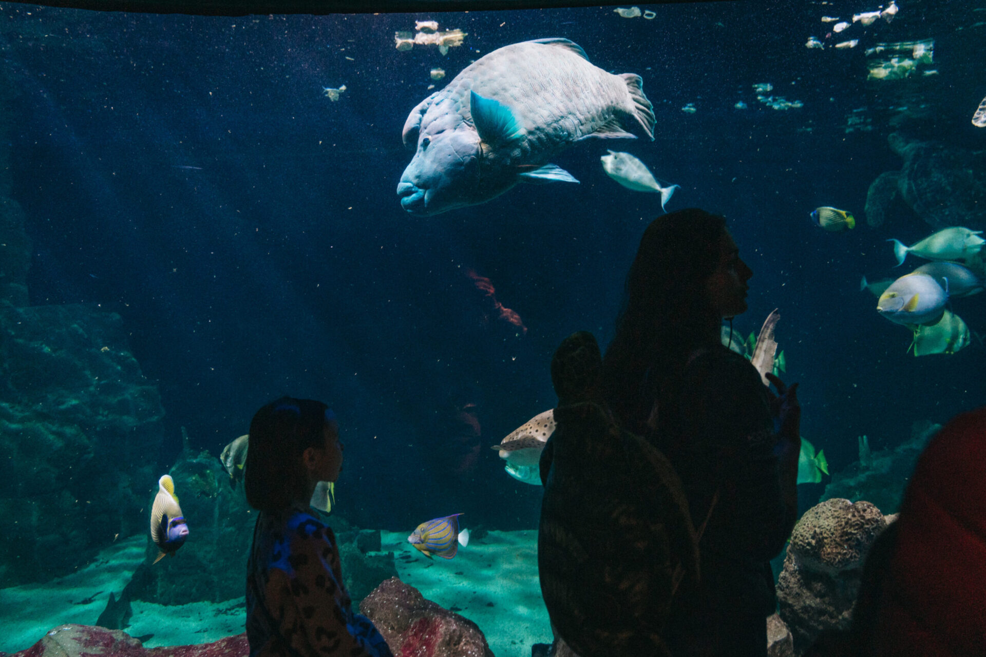 Immerse yourself in Livorno’s Aquarium