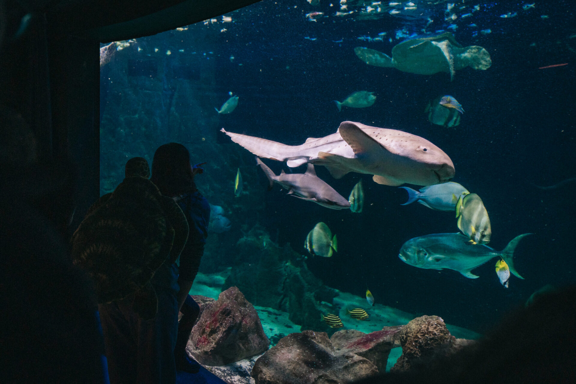 Immerse yourself in Livorno’s Aquarium