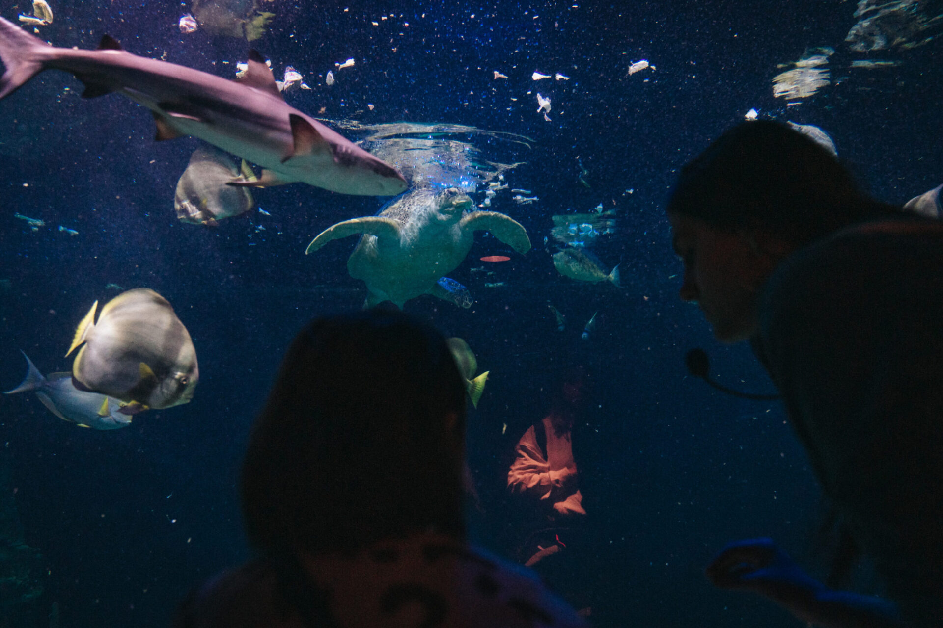 Immerse yourself in Livorno’s Aquarium