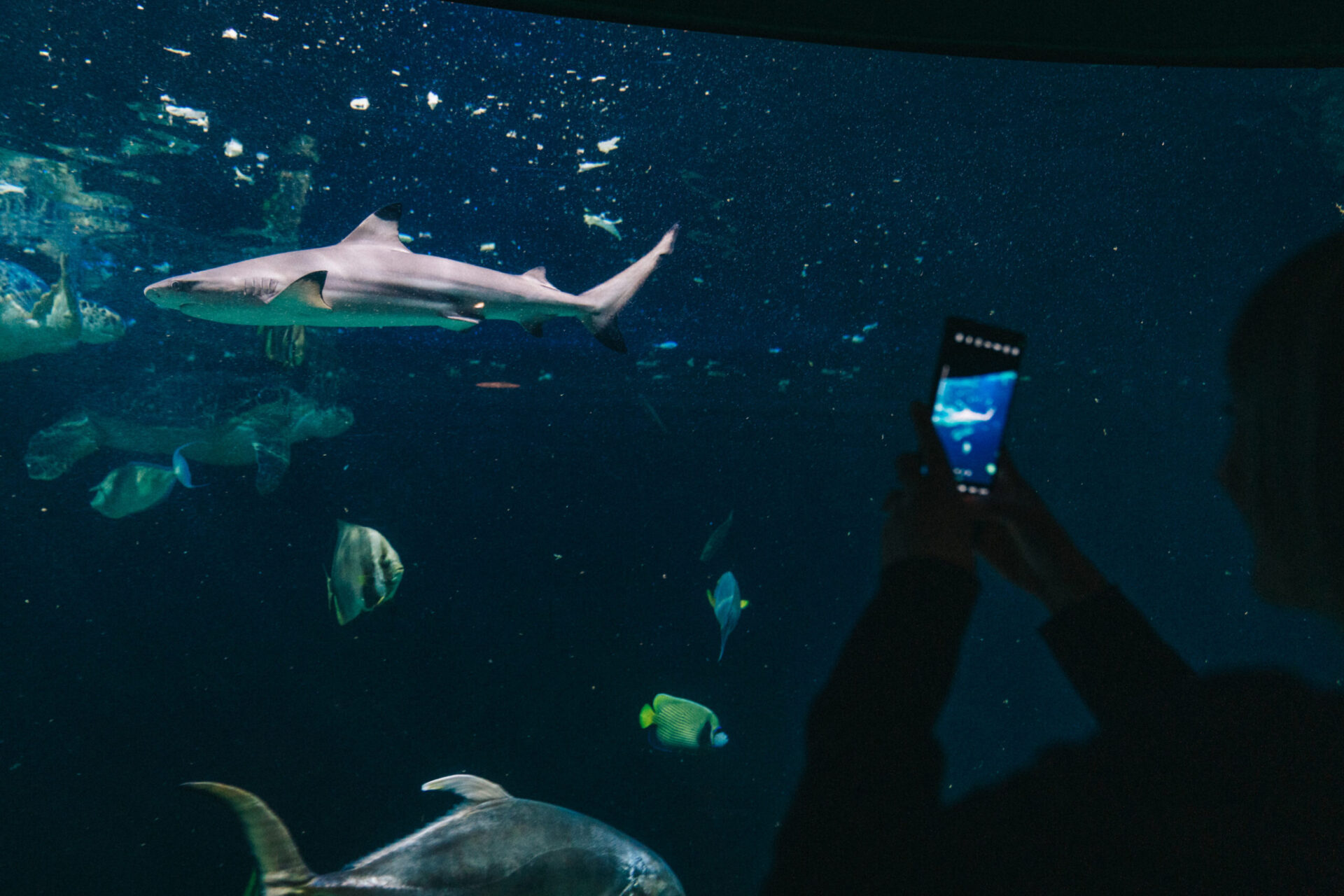 Immerse yourself in Livorno’s Aquarium