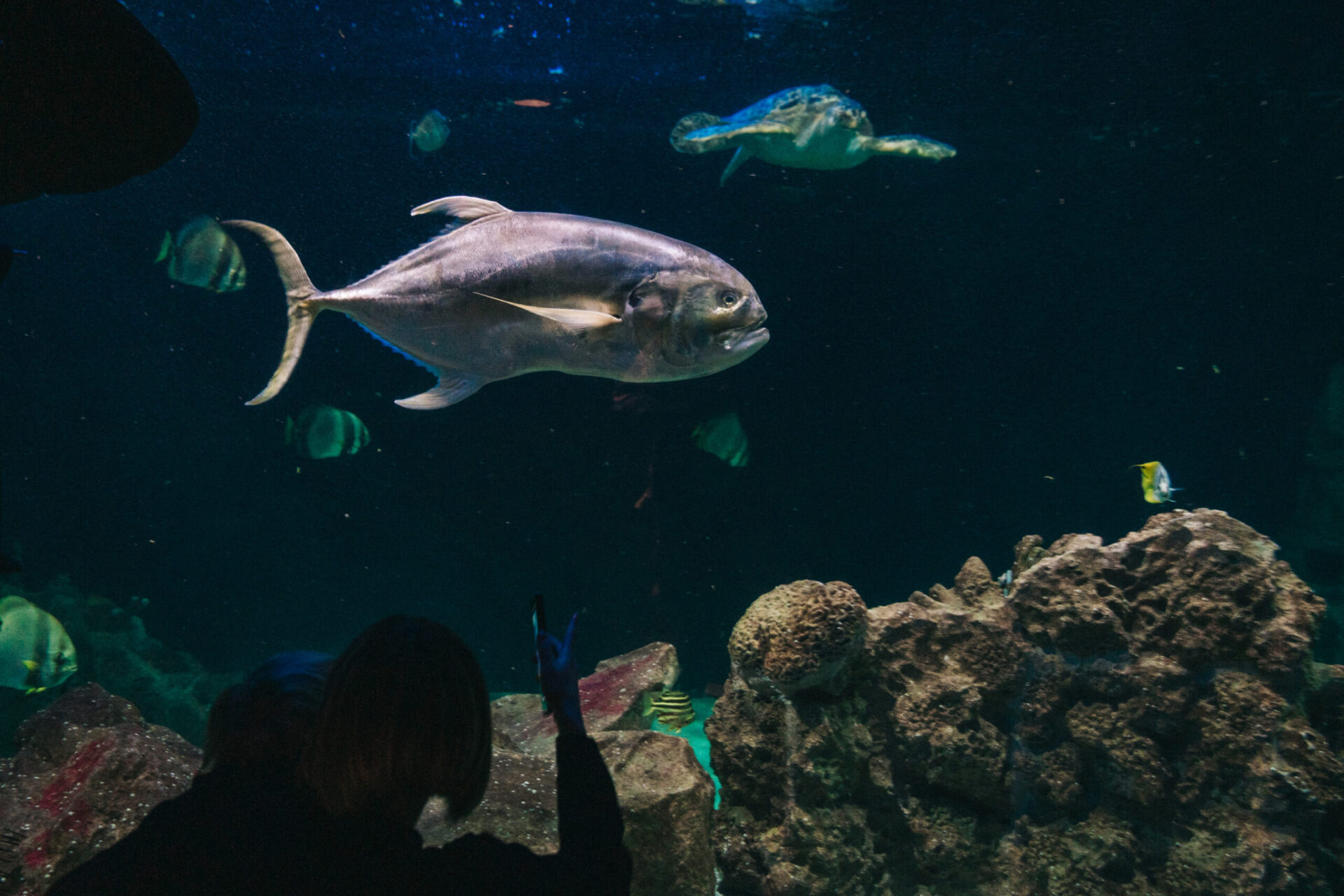 Immerse yourself in Livorno’s Aquarium