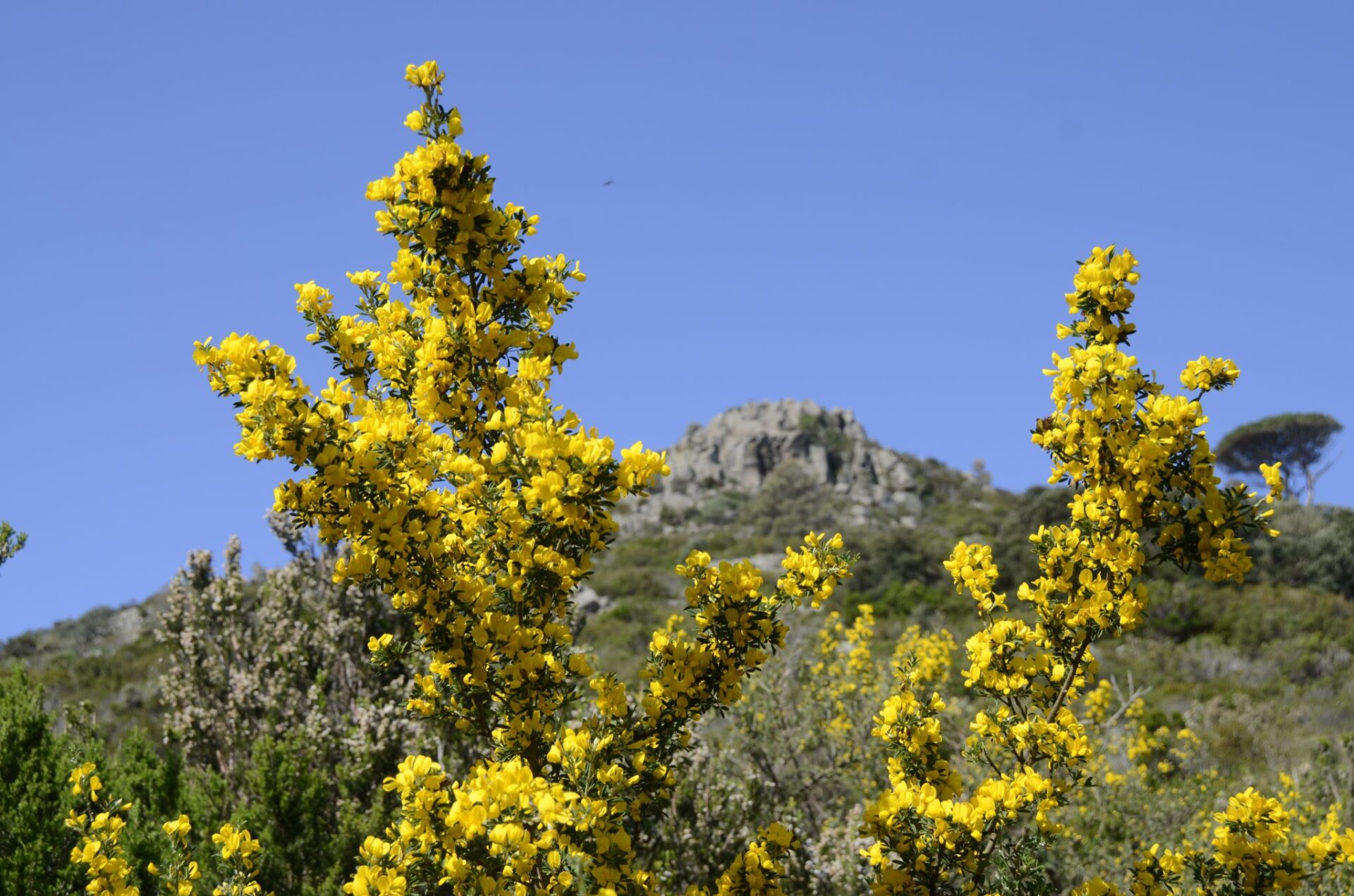 L’entroterra di Capraia