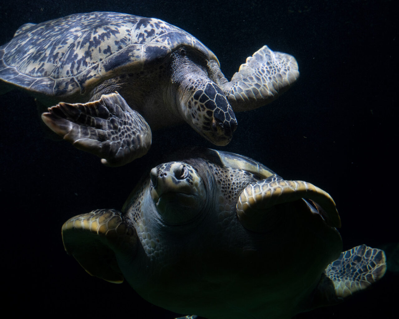 Immergetevi nell’Acquario di Livorno