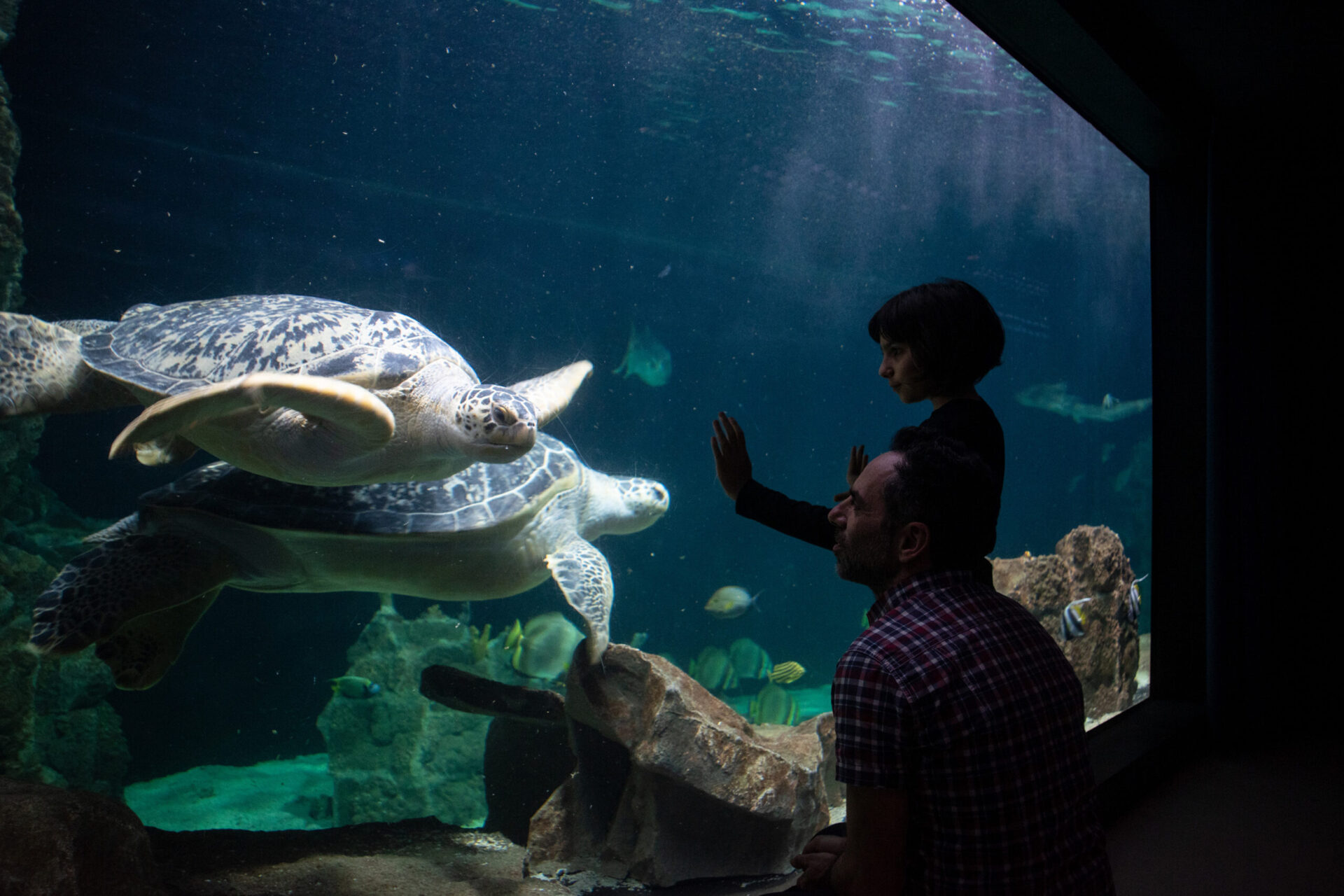 Immerse yourself in Livorno’s Aquarium