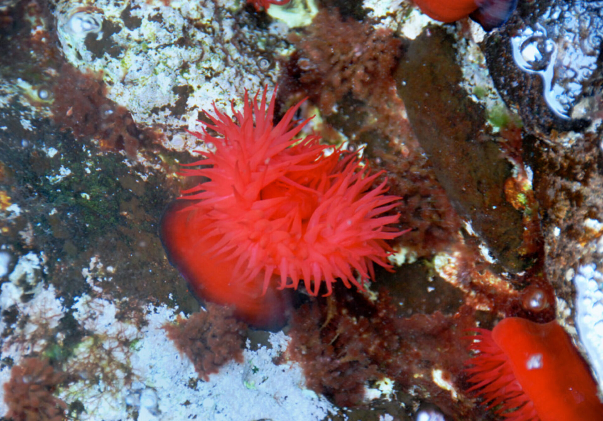 Dive into Capraia
