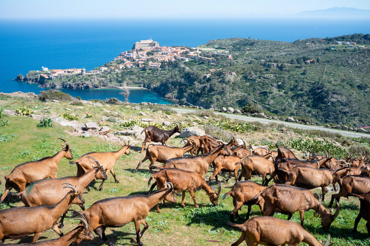 Capraia oasi naturale