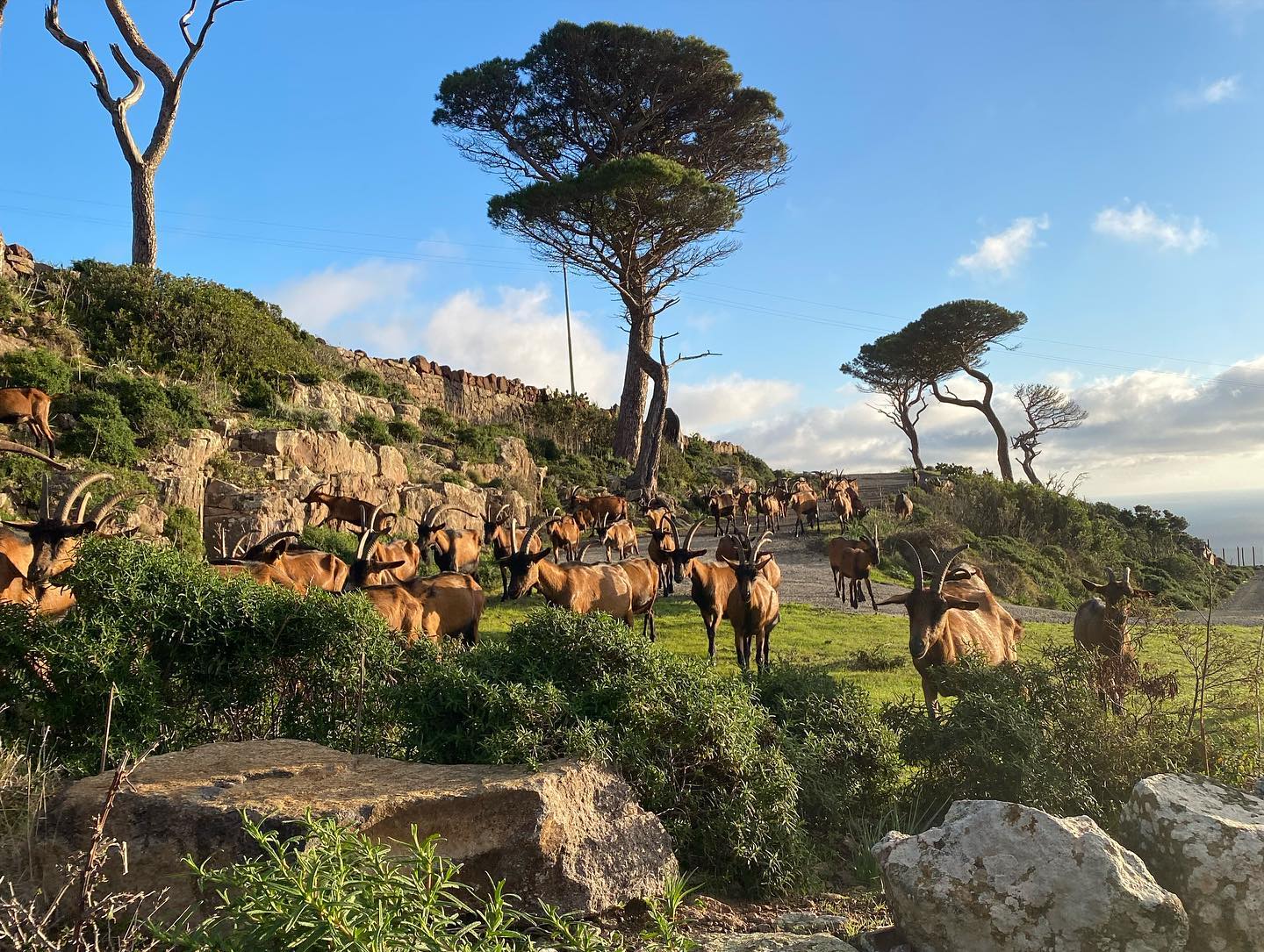 L’isola di Capraia