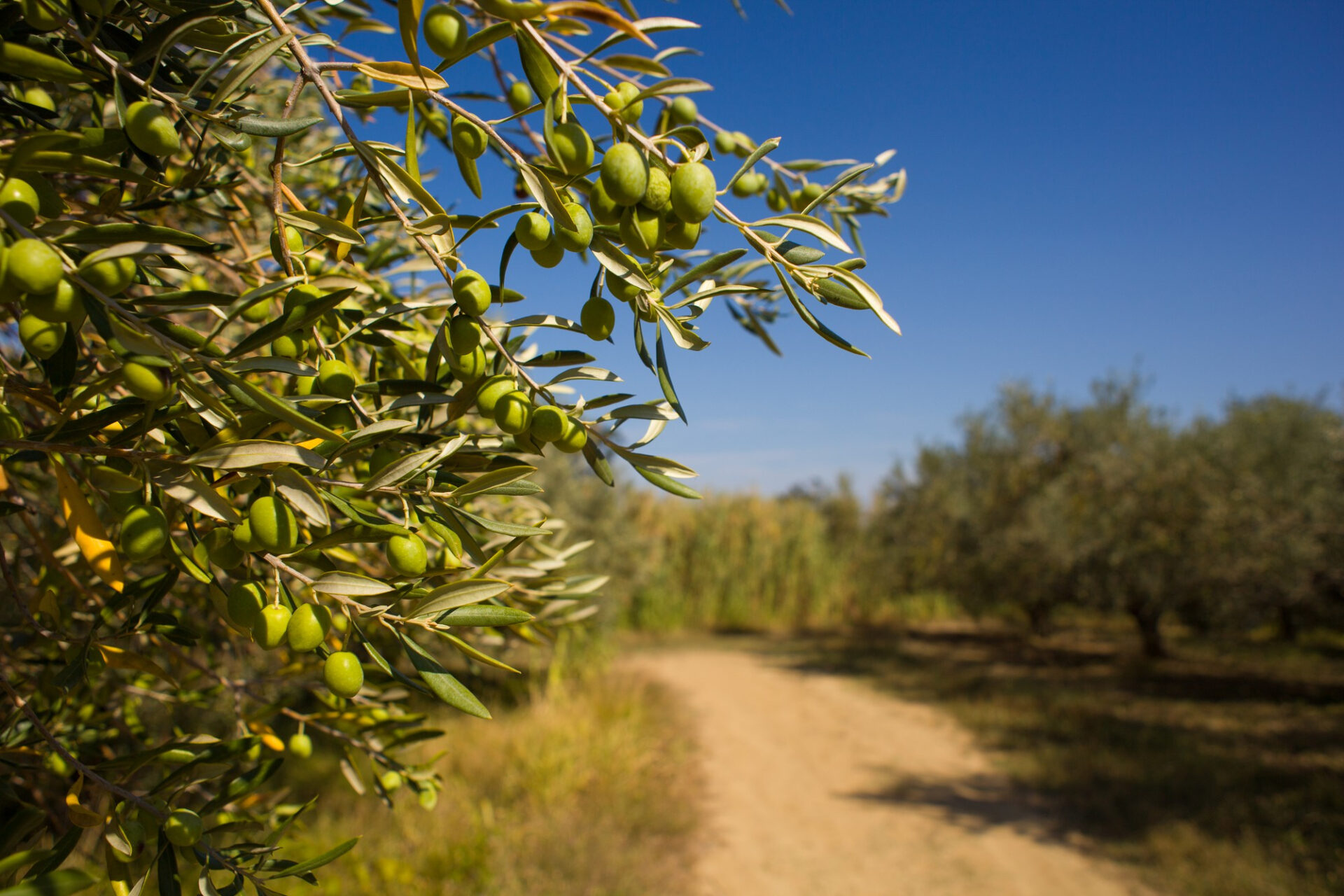 L’entroterra di Capraia