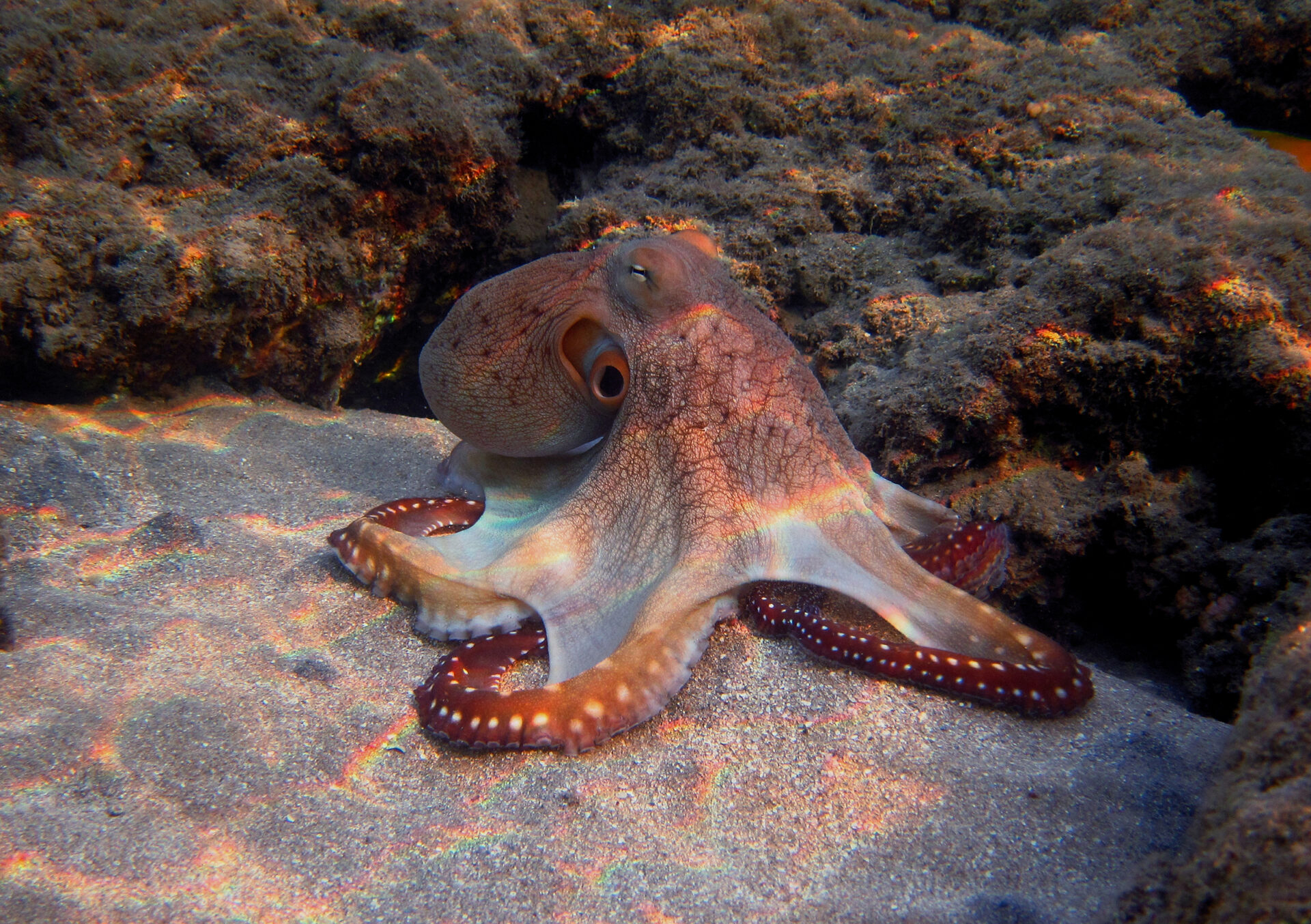 Dive into Capraia