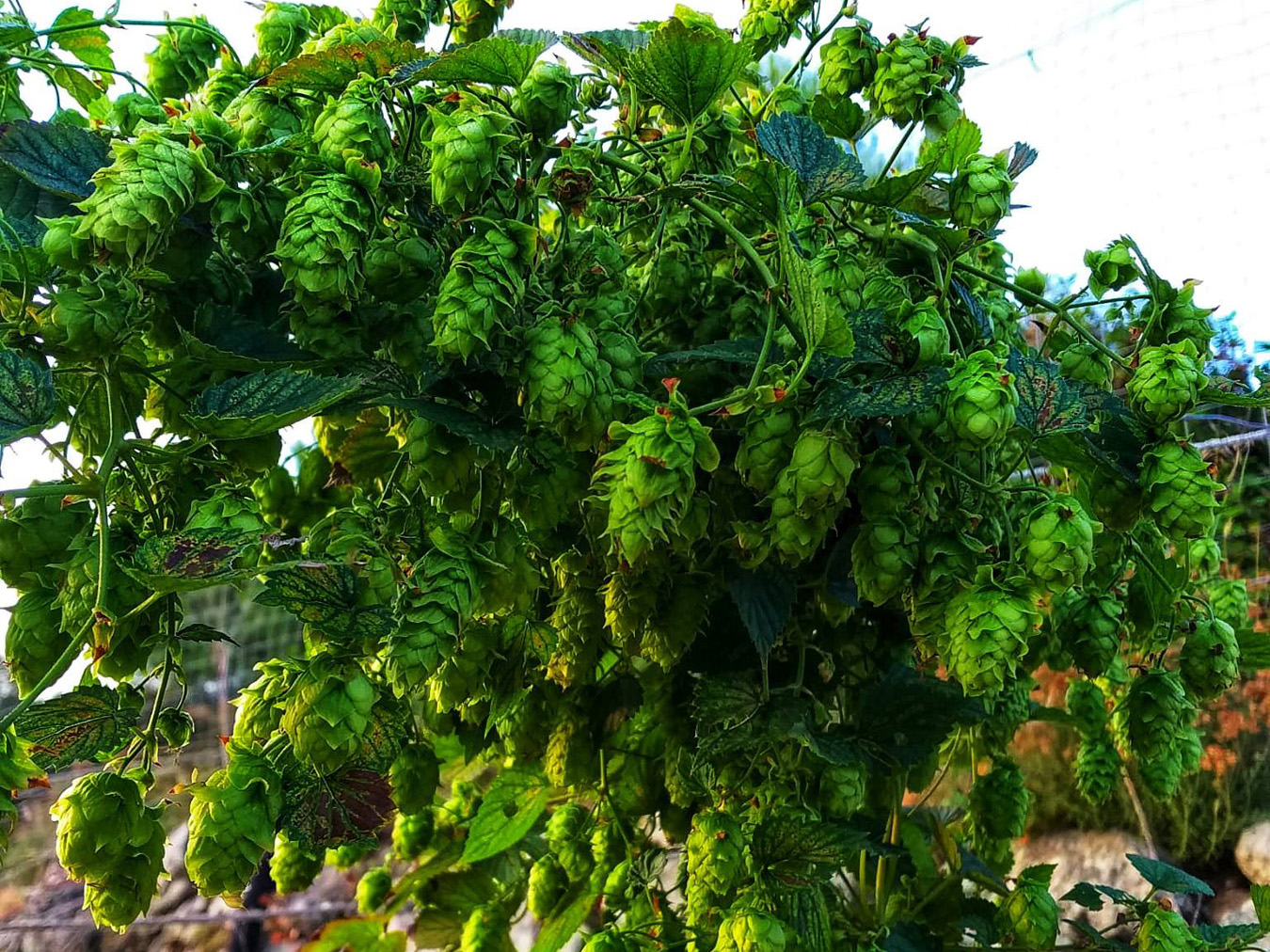 I vini e le birre di Capraia