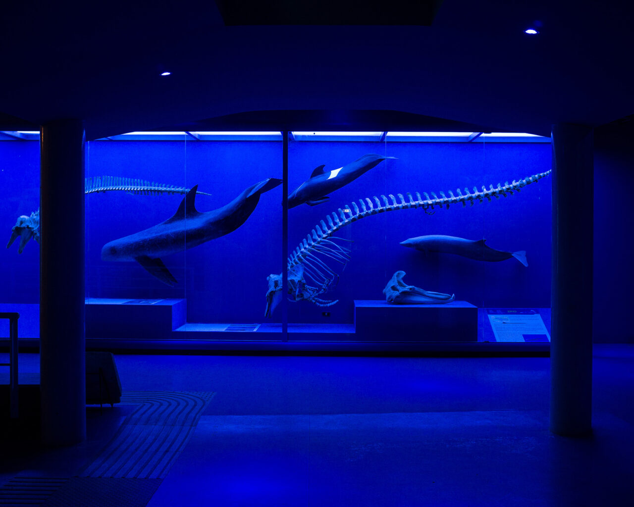 Il Museo di Storia Naturale del Mediterraneo