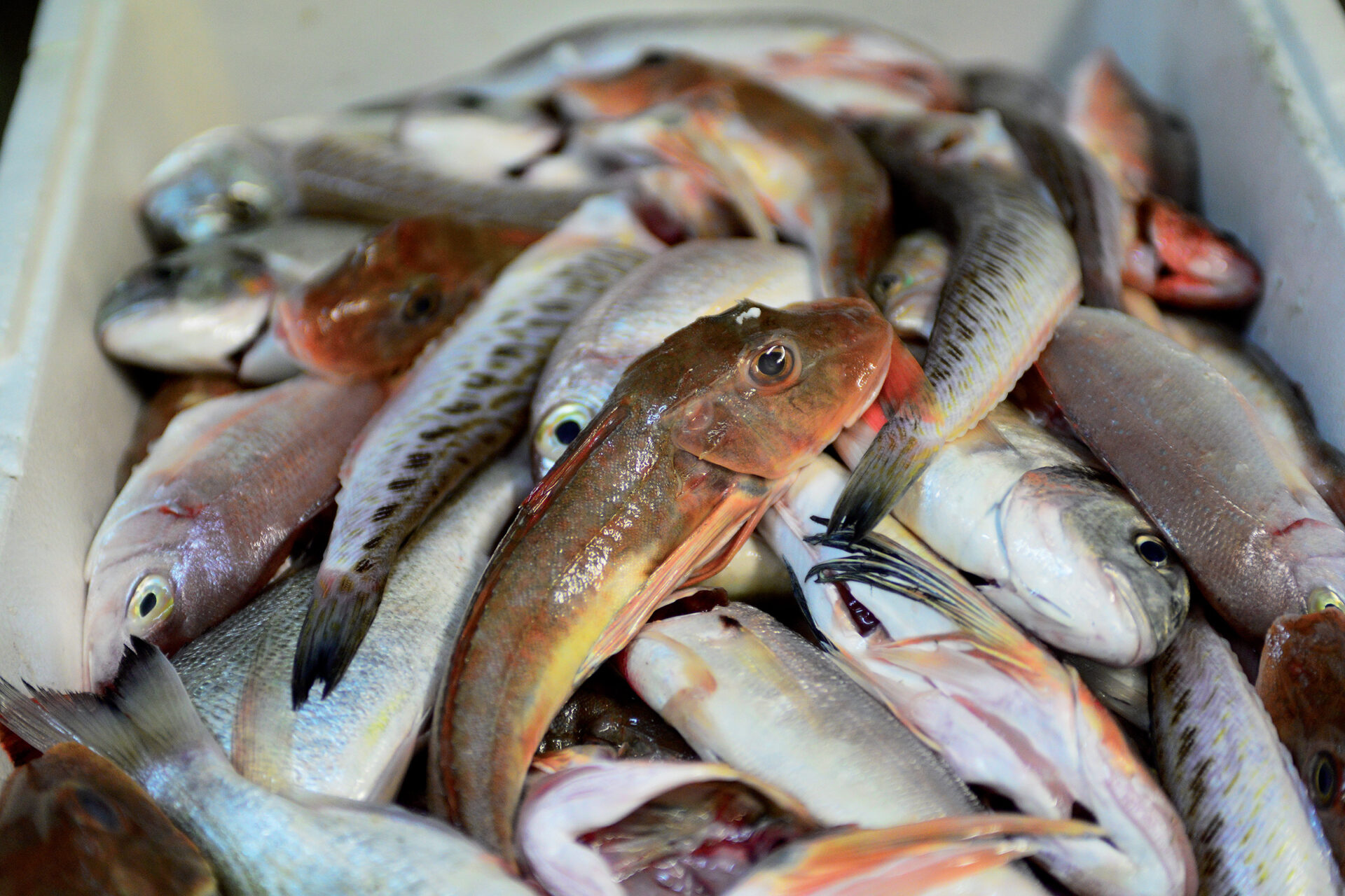 The Cacciucco, Livorno’s prime delicacy