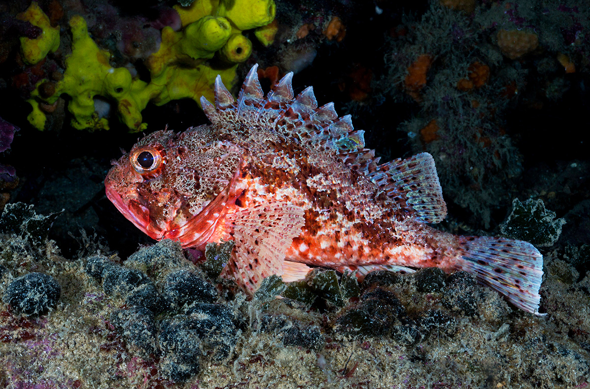 Dive into Capraia