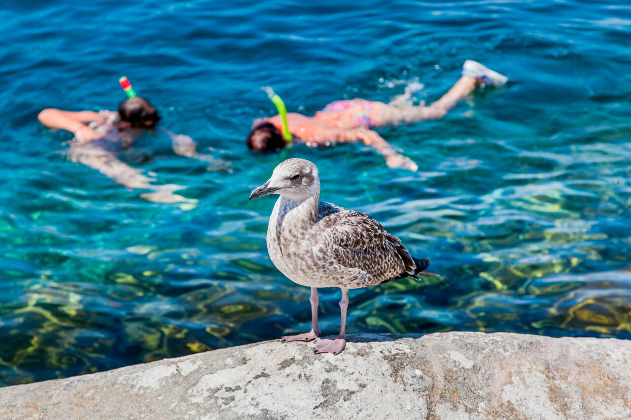 Spiagge e calette di Capraia