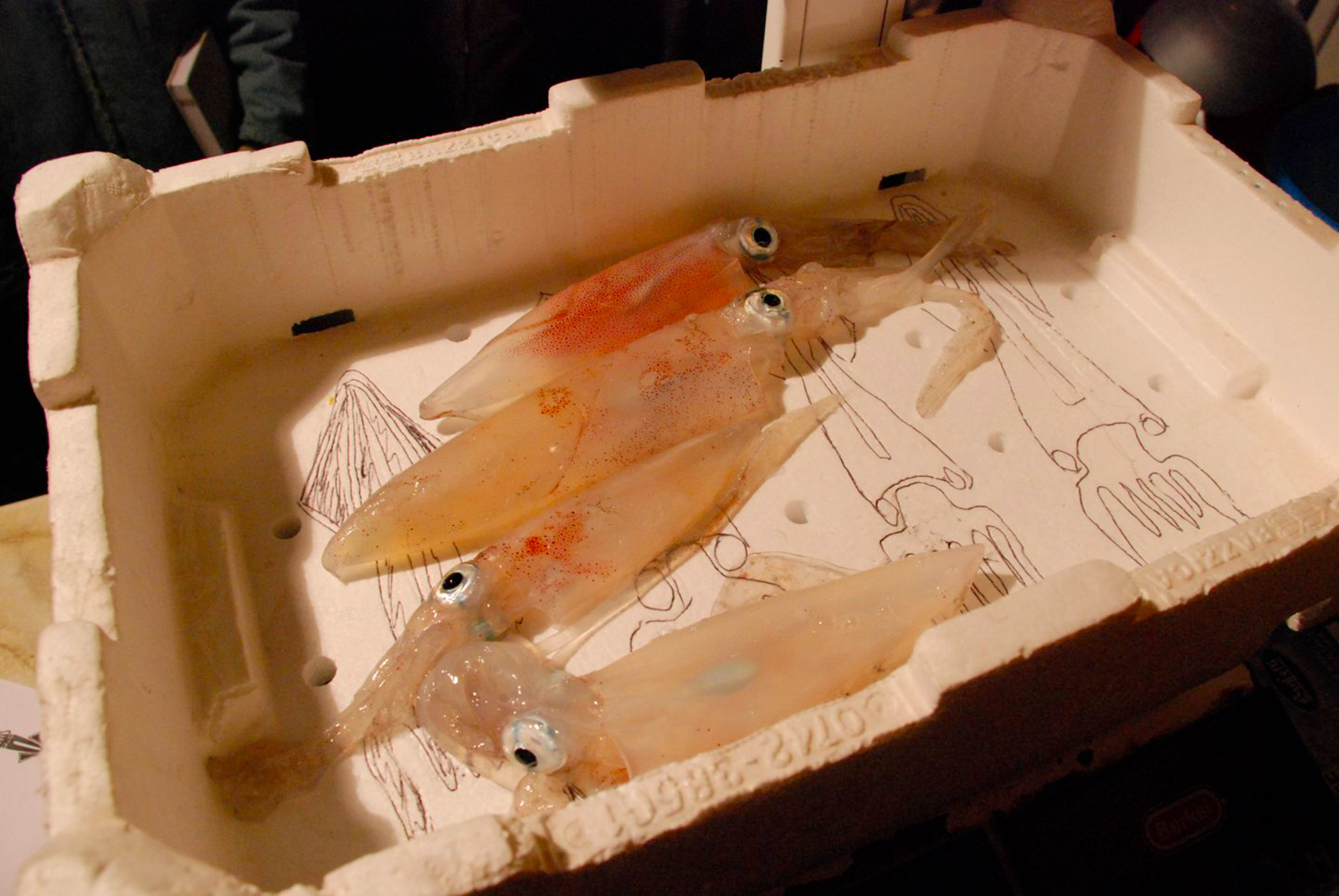 Capraia’s Squid Festival