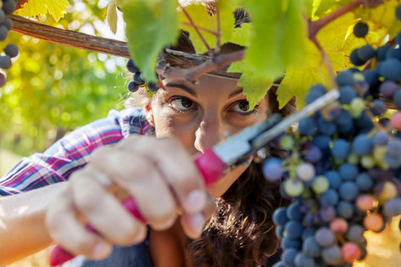 Il sapore della costa livornese in un calice