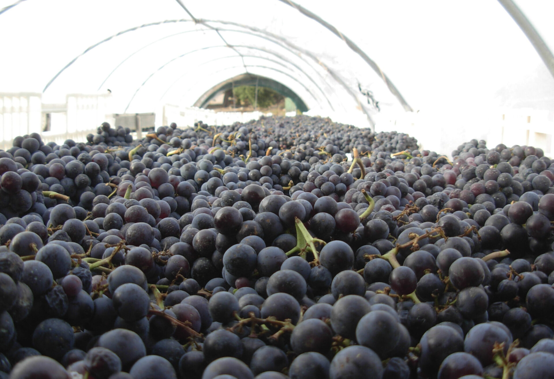I vini e le birre di Capraia