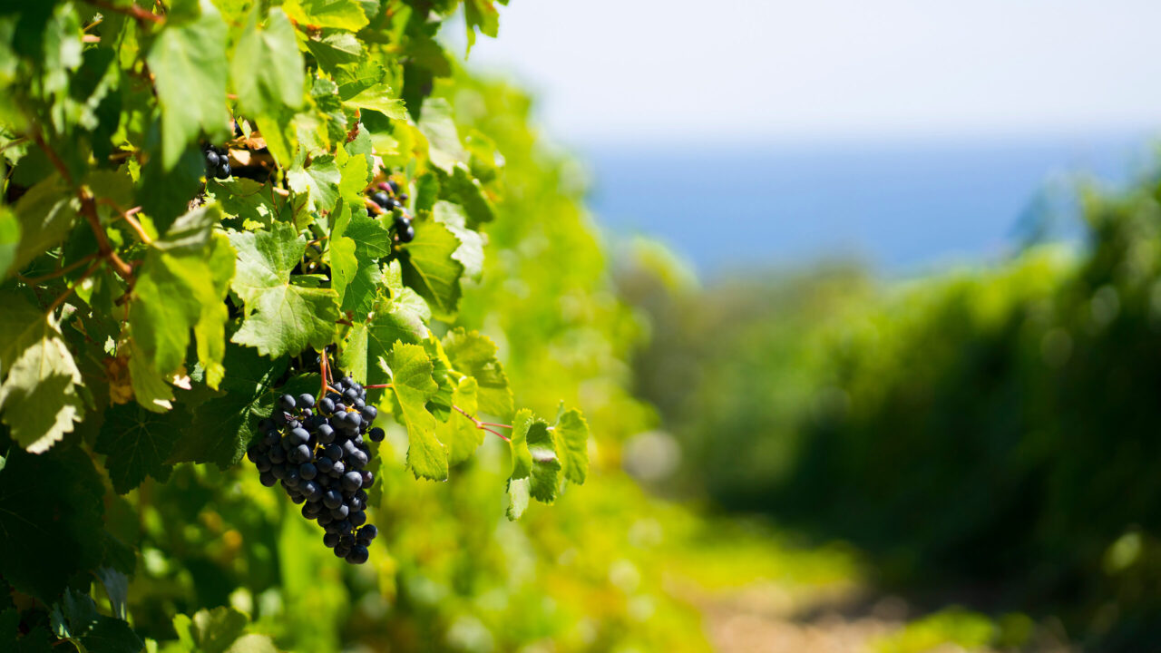 I vini e le birre di Capraia