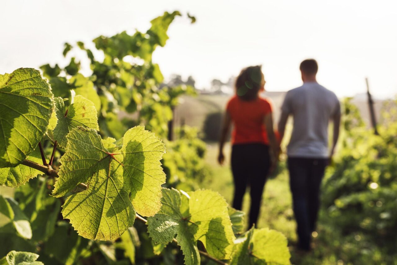 Tour in vigneto con degustazione