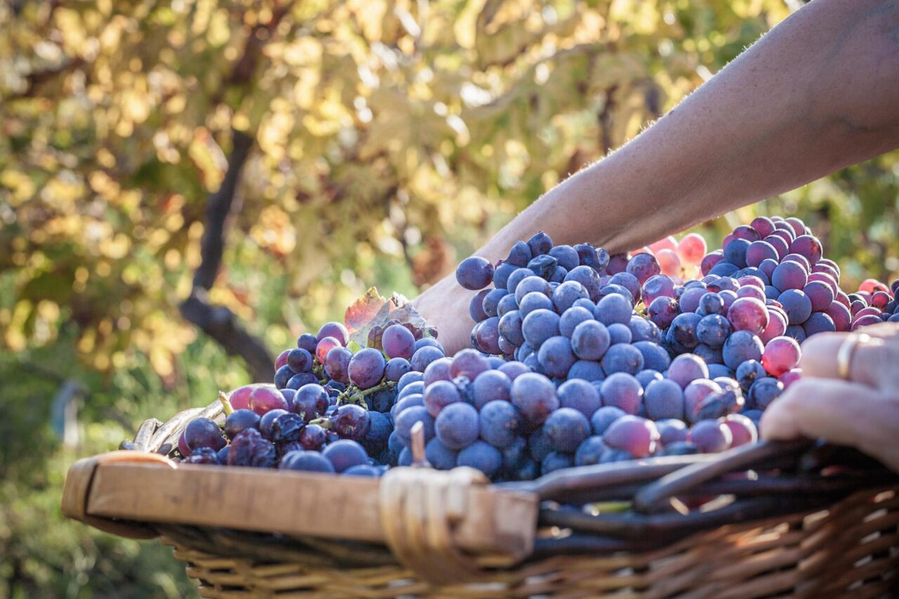 Tour in vigneto con degustazione