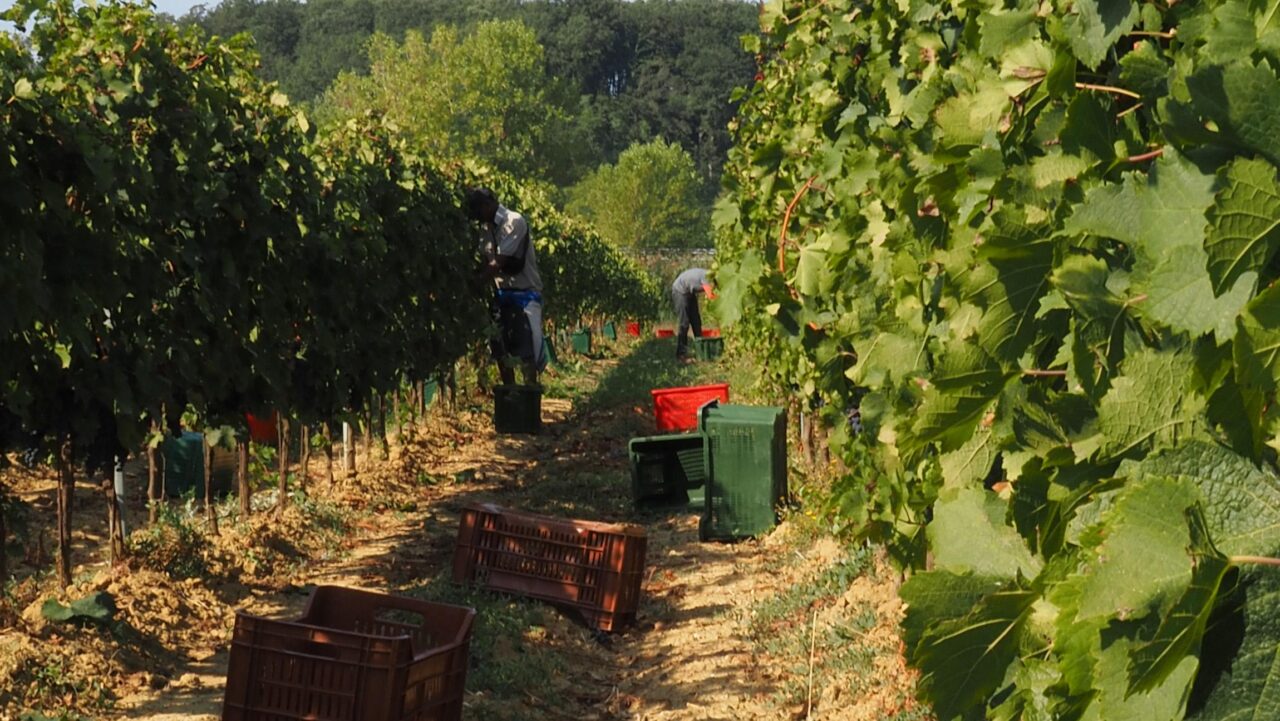 Tour in vigneto con degustazione