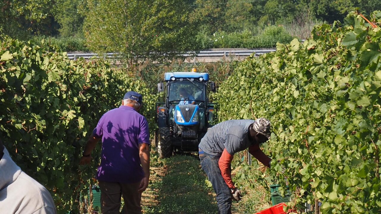 Tour in vigneto con degustazione