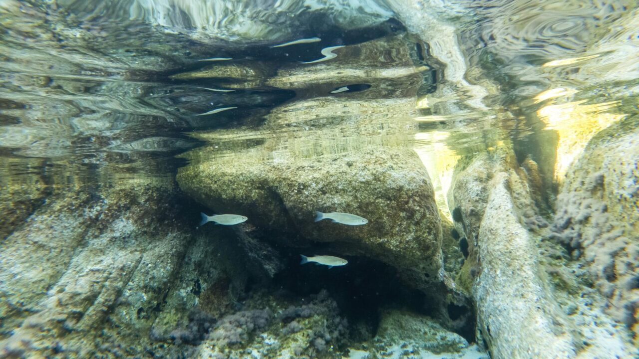 Dietro le quinte dell’Acquario di Livorno