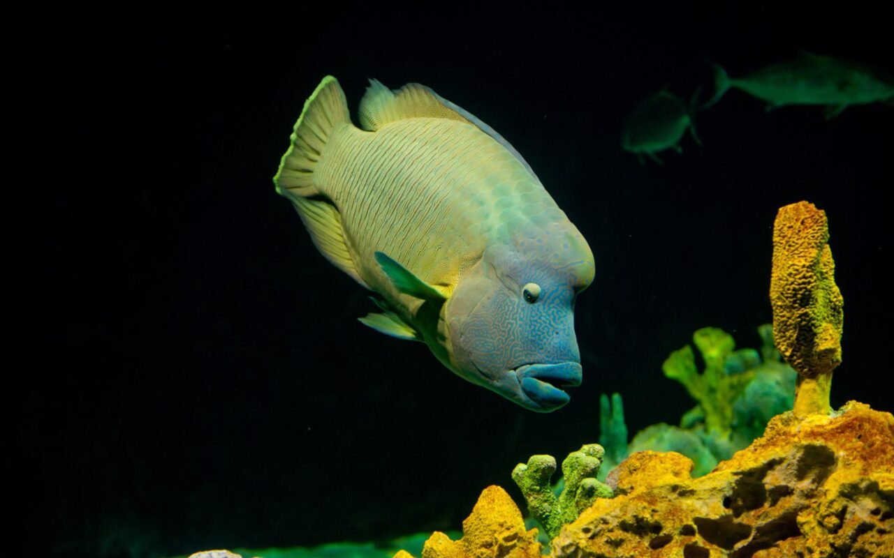 Dietro le quinte dell’Acquario di Livorno