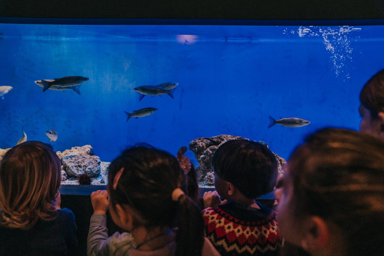 Acquario di Livorno, speech sul percorso