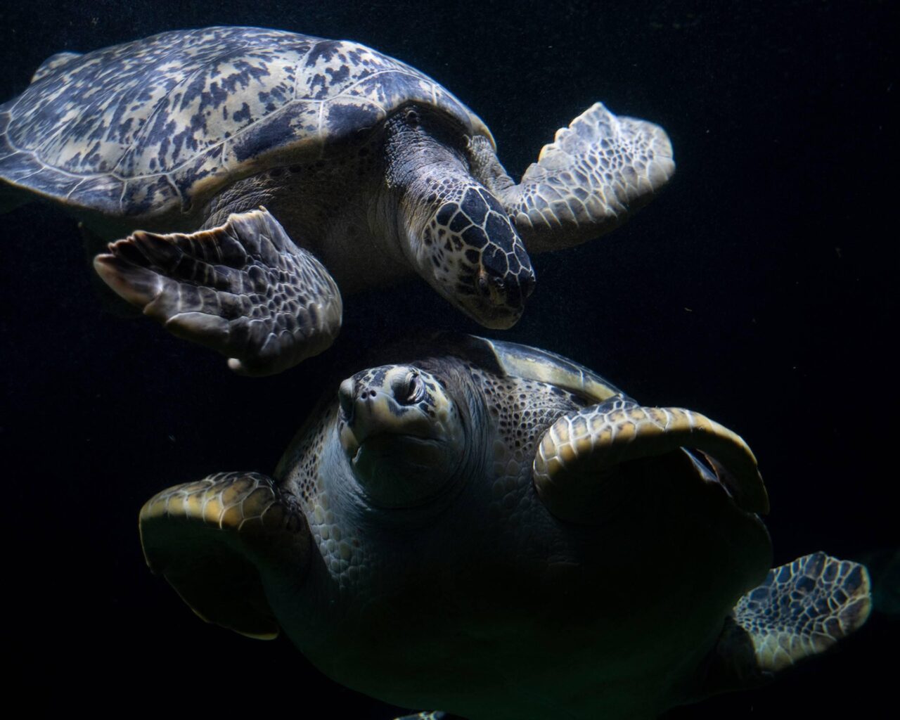 Acquario di Livorno, speech sul percorso