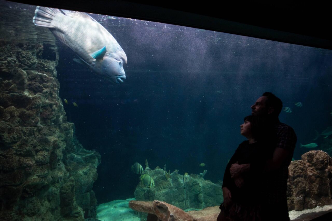 Acquario di Livorno, speech sul percorso