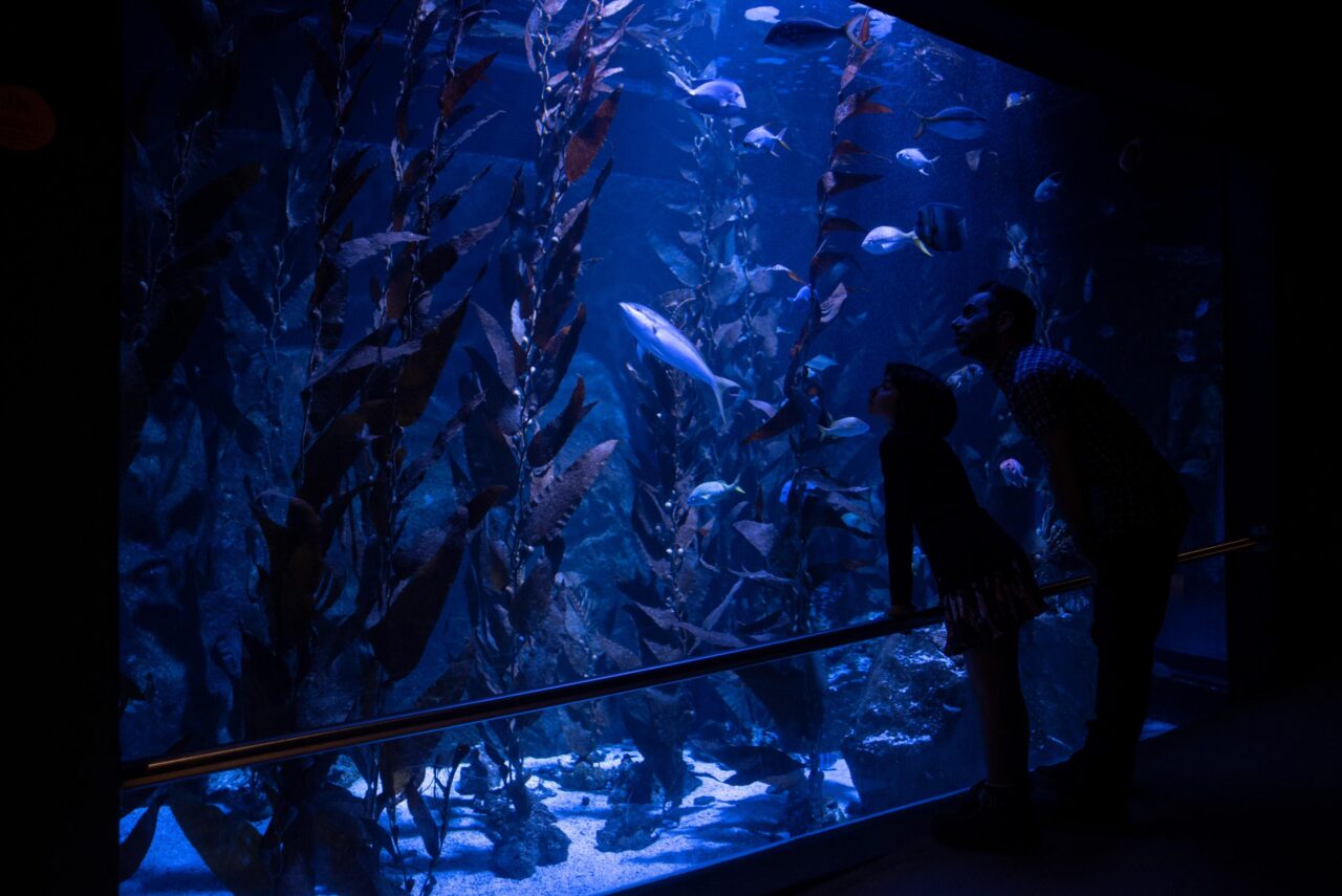 Ingresso all’acquario di Livorno