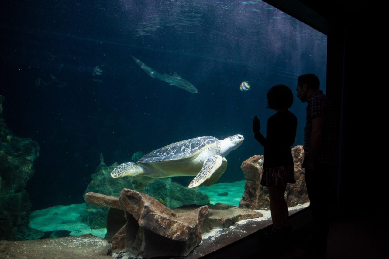 Ingresso all’acquario di Livorno