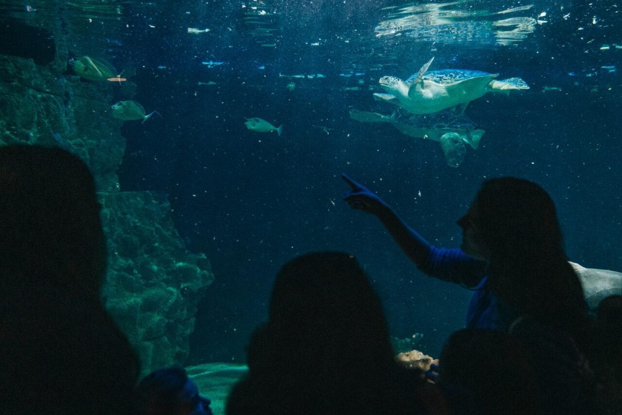 Ingresso all’acquario di Livorno