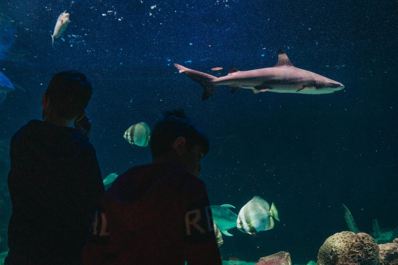 Ingresso all’acquario di Livorno