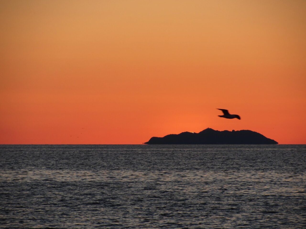 Minicrociera con visita all’Isola di Gorgona