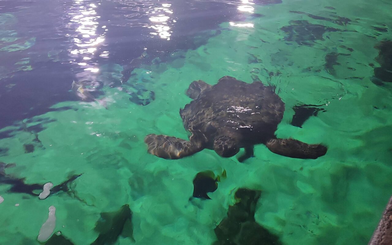 Dietro le quinte dell’Acquario di Livorno