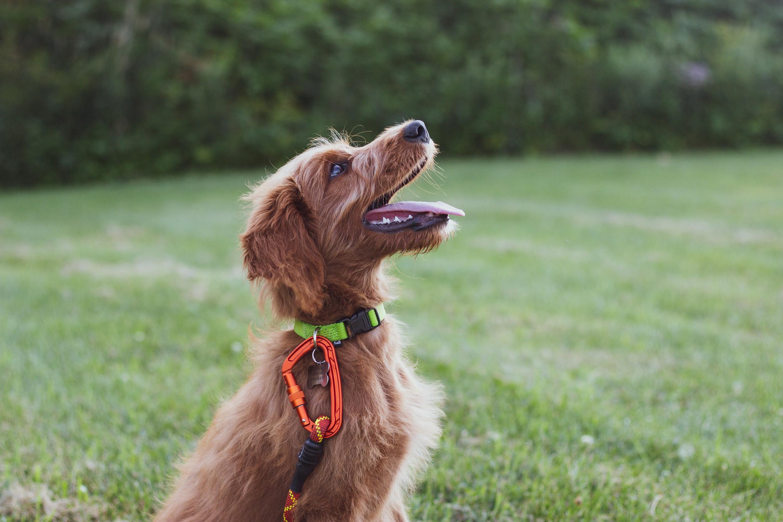 Come addestrare il tuo cane al soccorso