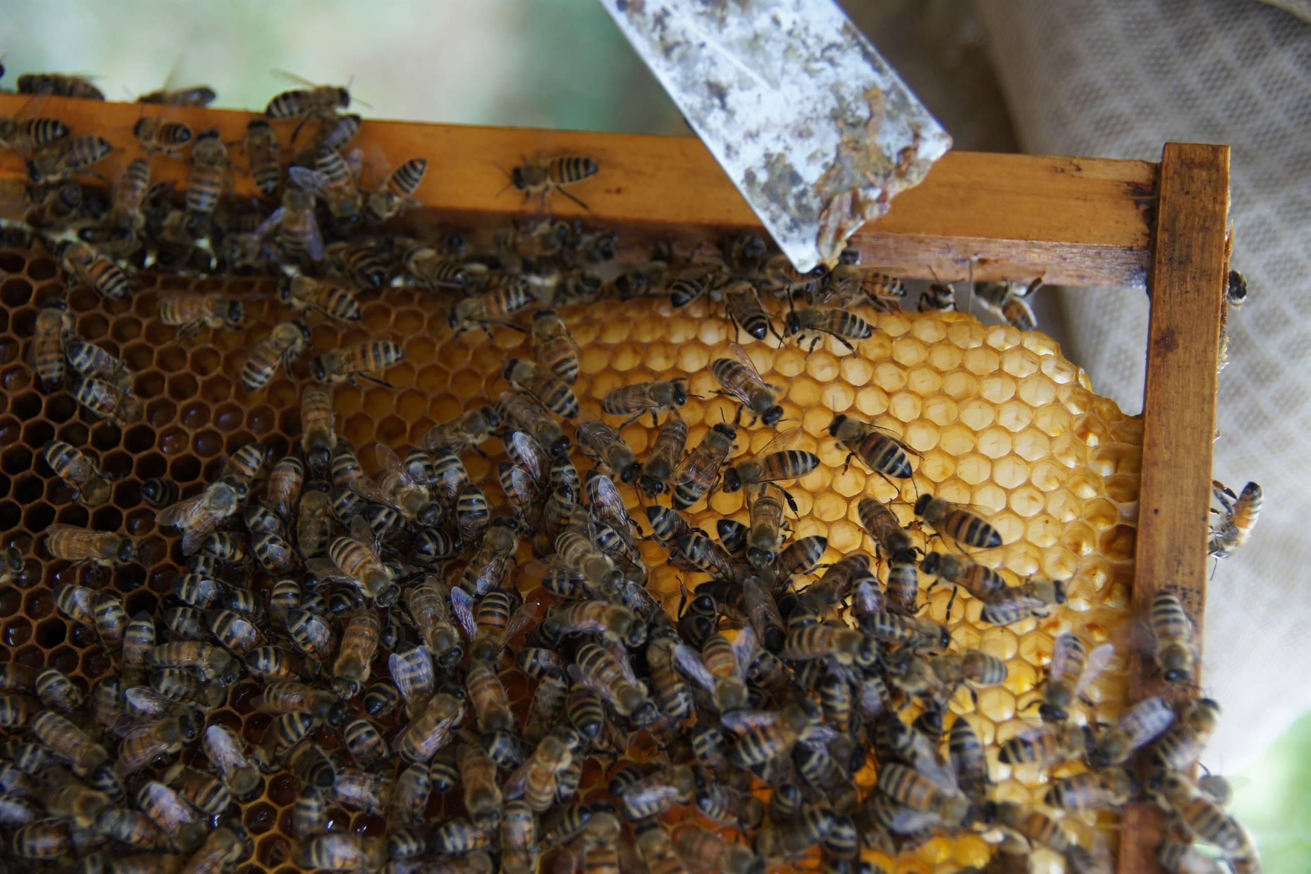 Archaeological apiculture