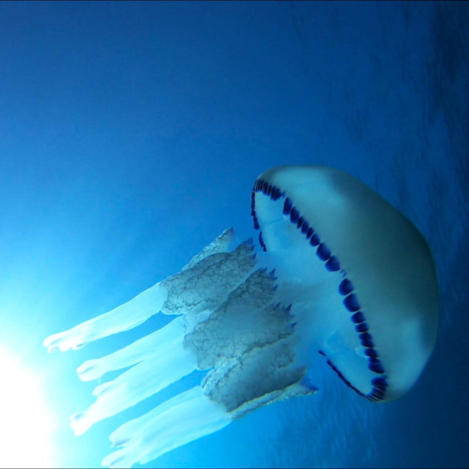 Introduzione al fish watching e alla pesca in apnea etica con Deep Instinct